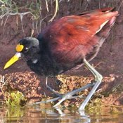 Northern Jacana